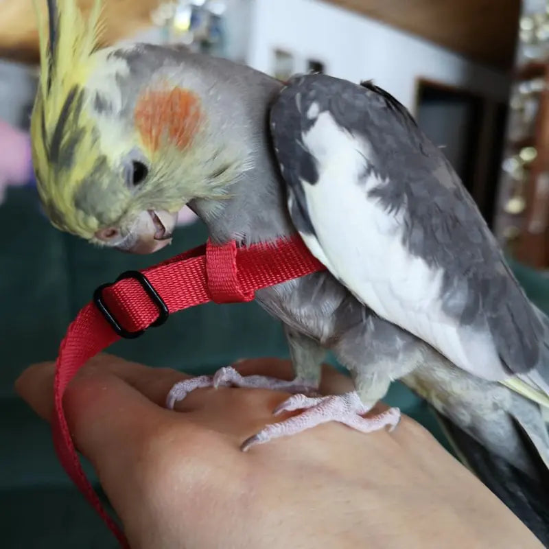 Anti-Bite Bird Harness Leash